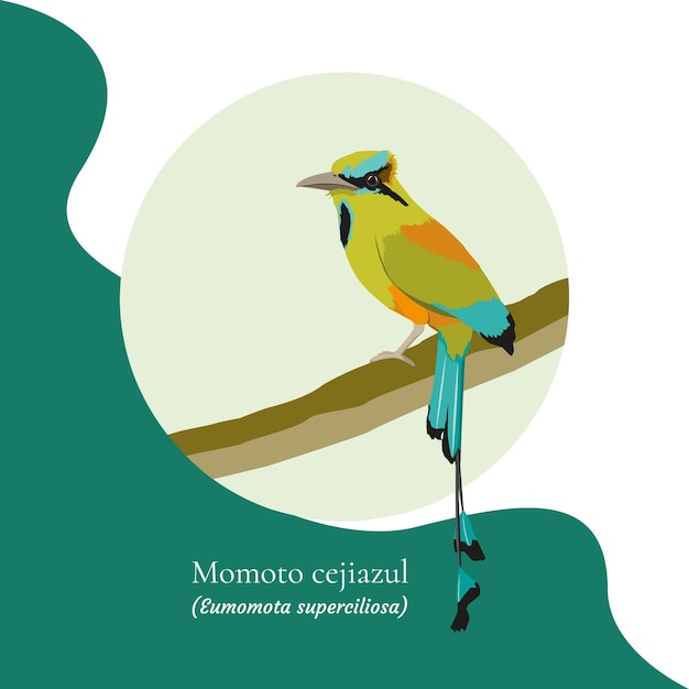 Bird illustration turquoisebrowed motmot national bird of nicaragua and el salvador guardabarranco