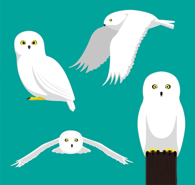 Bird illustration vector