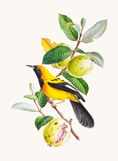 Bird illustration