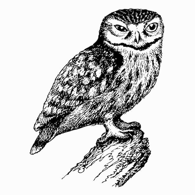 Vector bird little owl