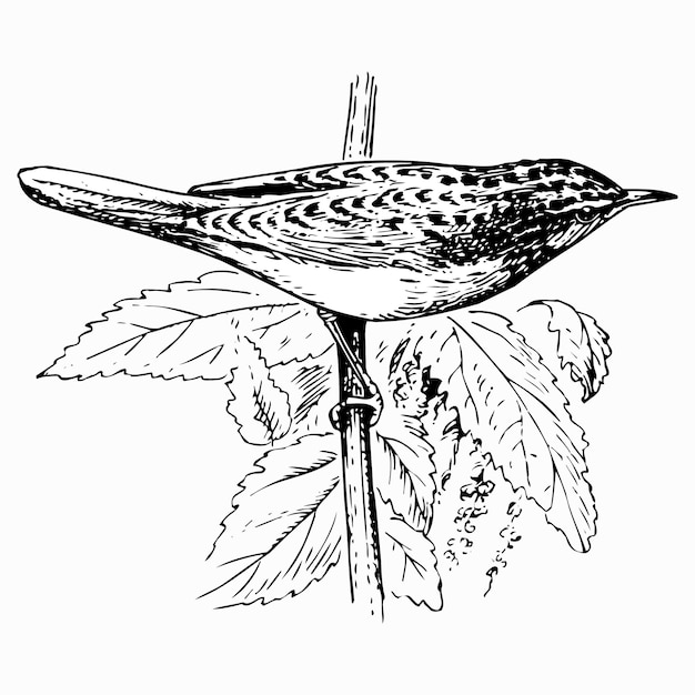 Bird locustella