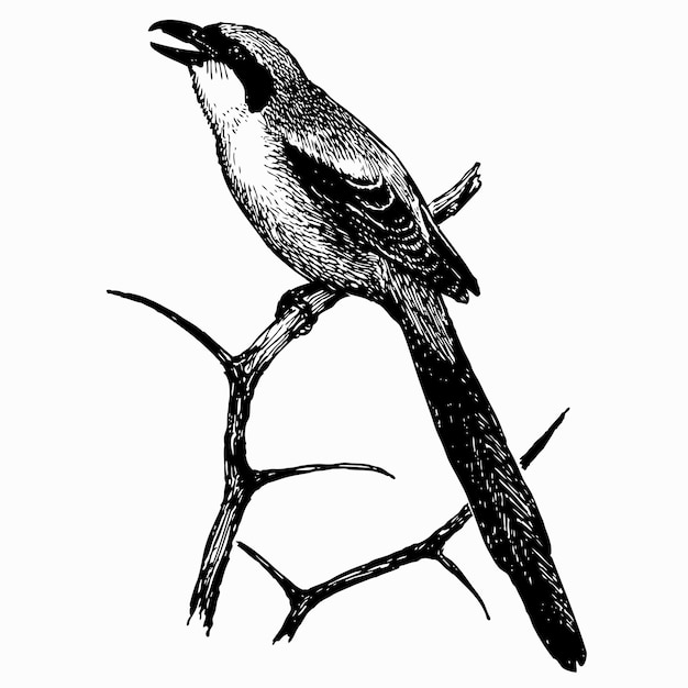 Bird Long-tailed Shrike