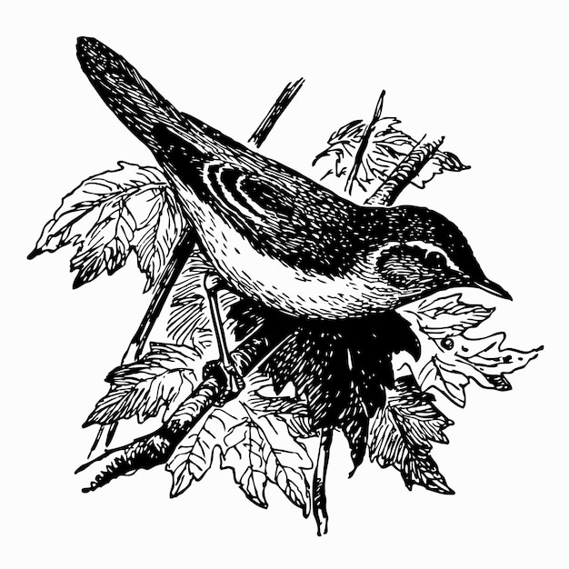 bird marsh warbler
