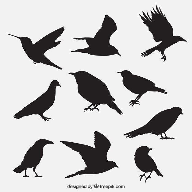 Vector bird outlines collection