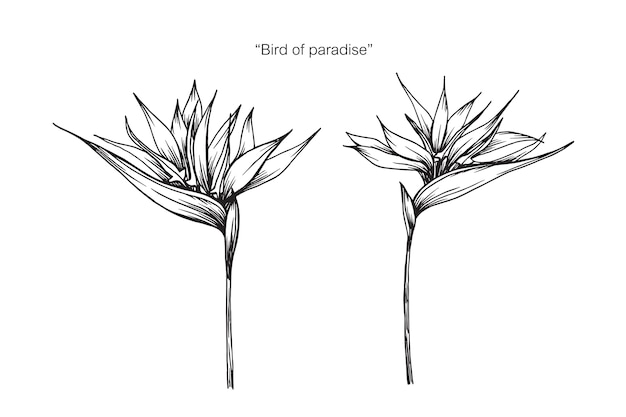 Bird or paradise flower drawing illustration.