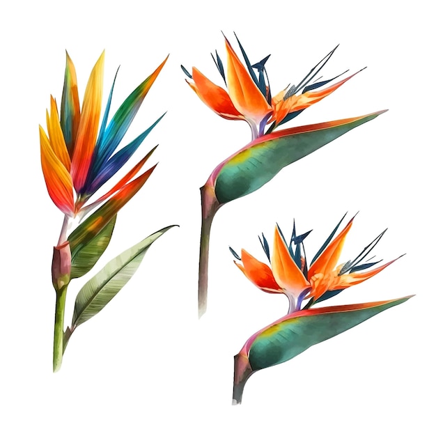 Bird of paradise flower watercolor paint collection