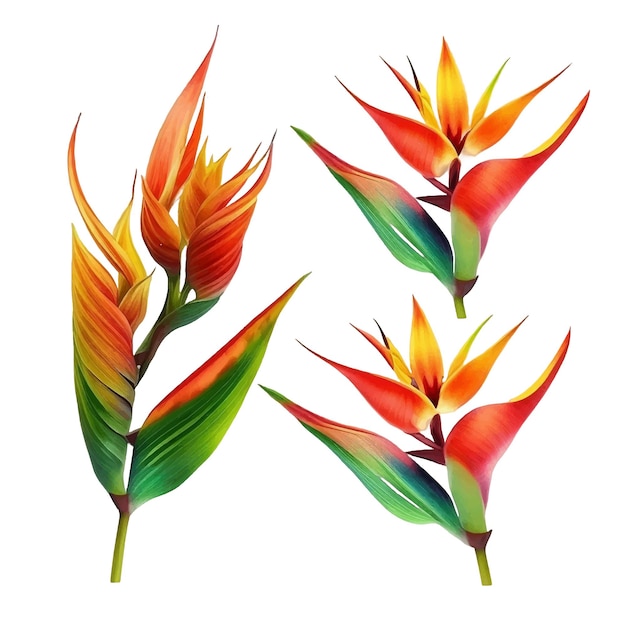 Vector bird of paradise flower watercolor paint collection