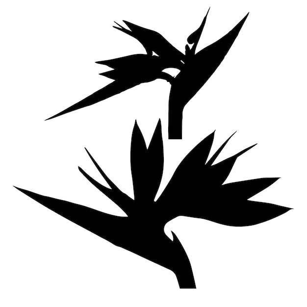 Bird of paradise in silhouette stock illustration on white background