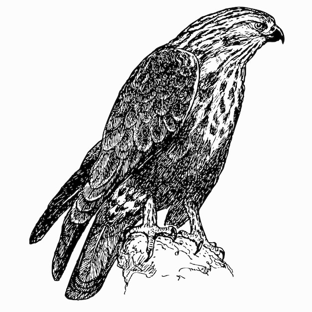 Vector bird rough-legged buzzard