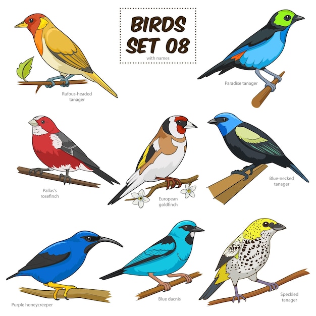 Set di uccelli cartone animato colorato illustrazione vettoriale materiale didattico