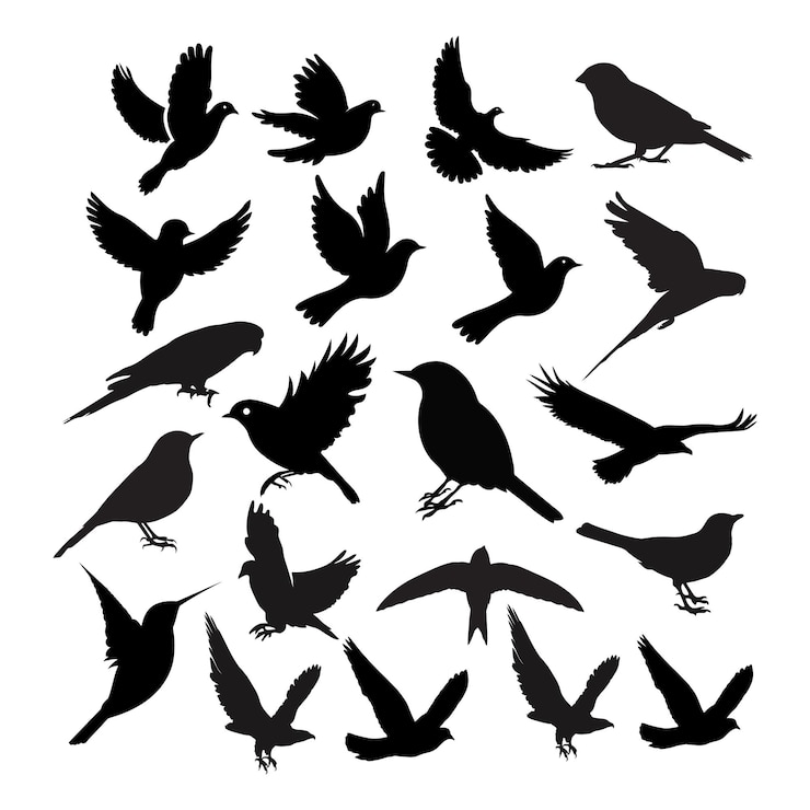 Vector bird silhouette flying birds animal silhouettes eagle silhouettes vector