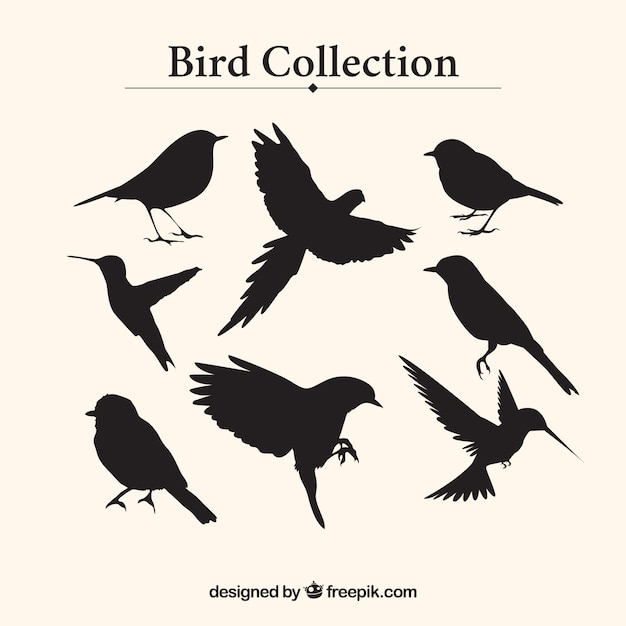 Bird silhouettes collection