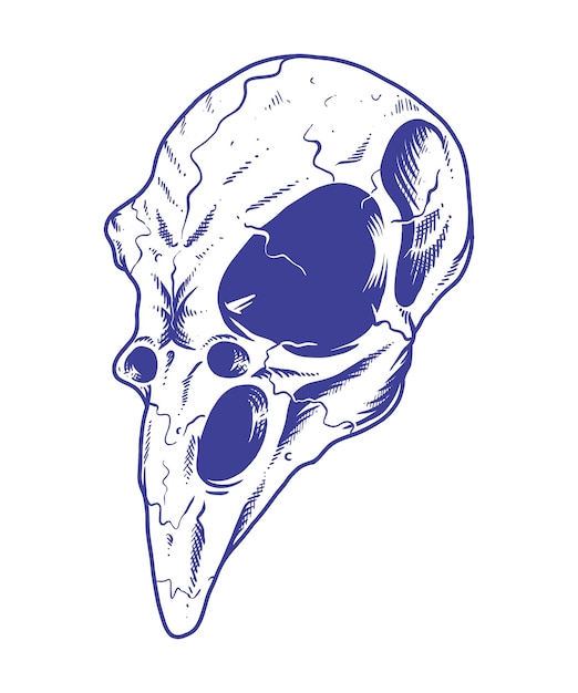 Vector bird skull illustration