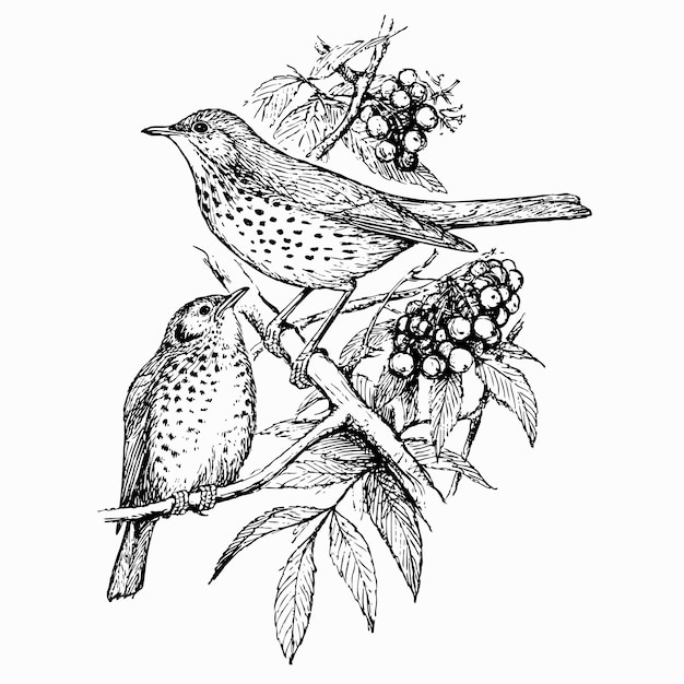 Bird Song Thrush