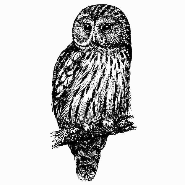 Vector bird ural owl