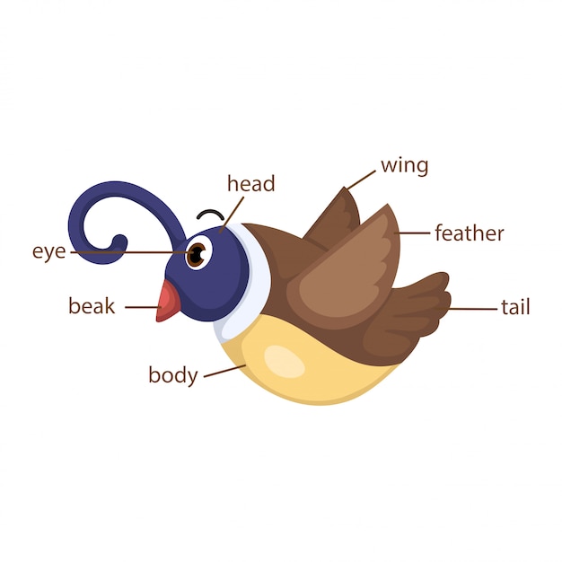 Bird vocabulary part of body vector