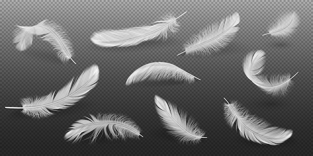 Vector bird white feathers realistic vector illustration set