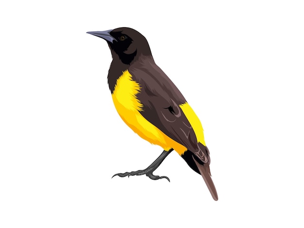 bird yellow vector illustration