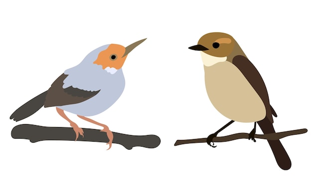 Vector birds on branch in flat style vector, isolated