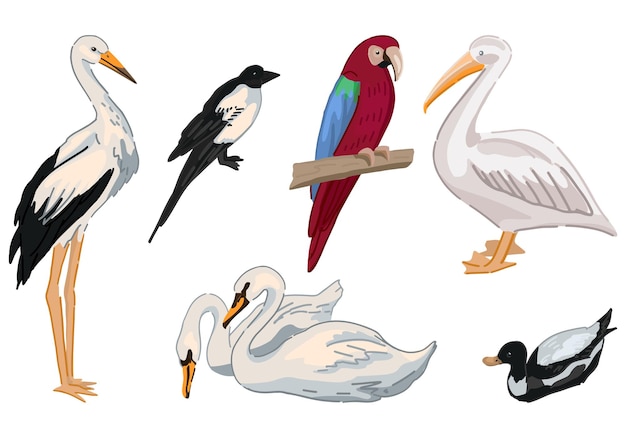 Набор рисунков птиц Коллекция аистов, сорок, лебедей, уток, попугай, пеликан Цветная векторная иллюстрация в стиле мультфильмов Современные клипарты, изолированные на белом
