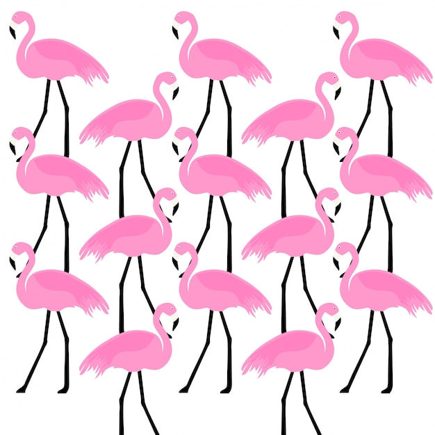 birds Flamingo