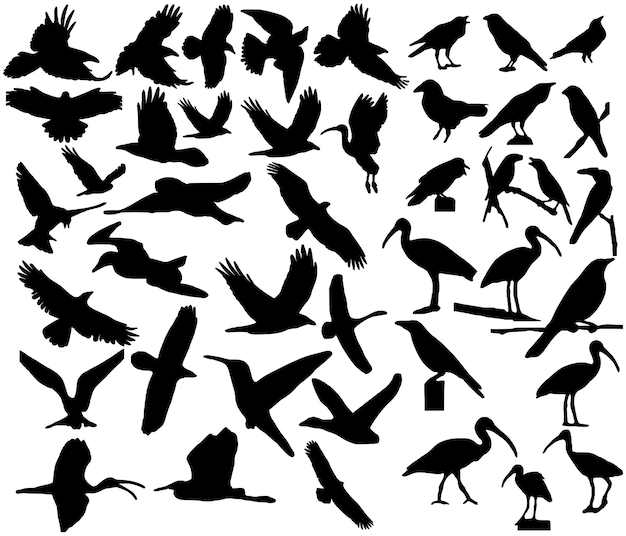 Birds Flying Silhouettes collection