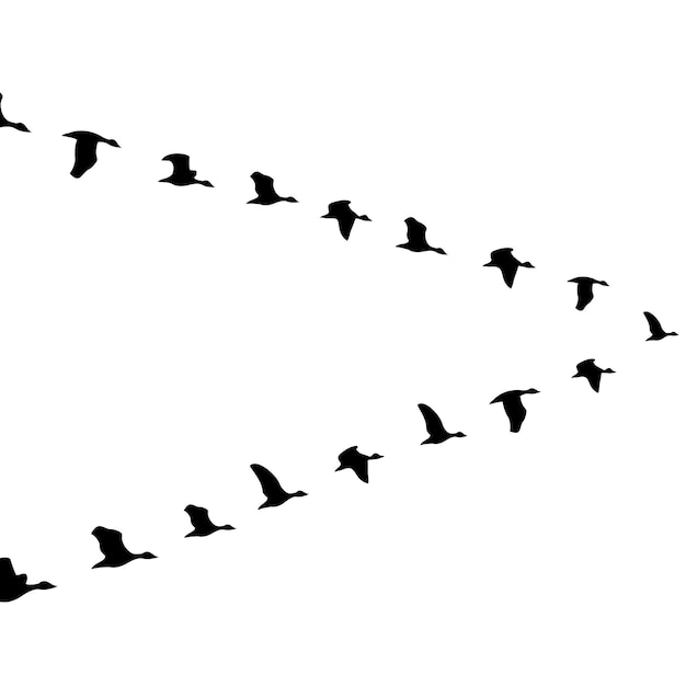 Birds flying