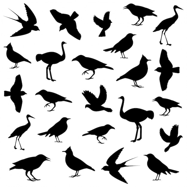 Icone di uccelli