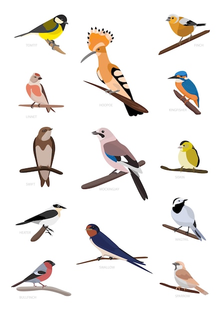 Vettore raccolta di illustrazioni di uccelli