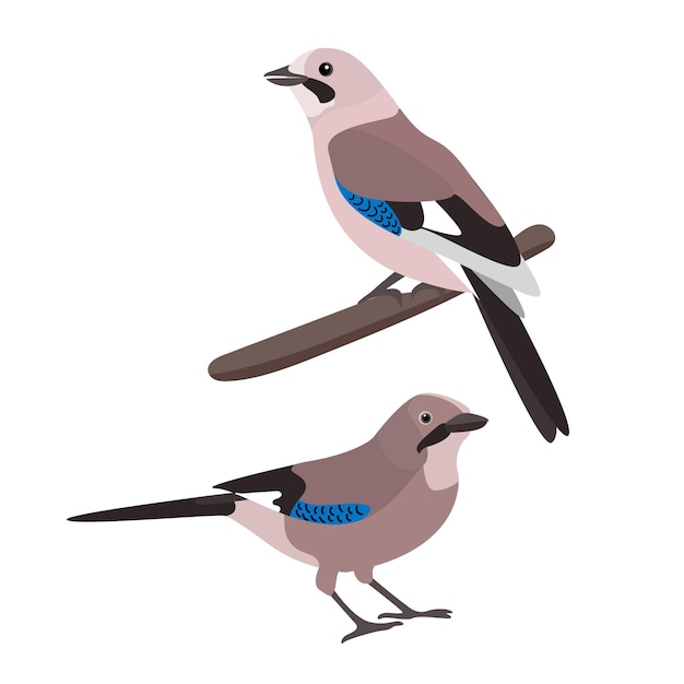 Vector birds isolated illustration