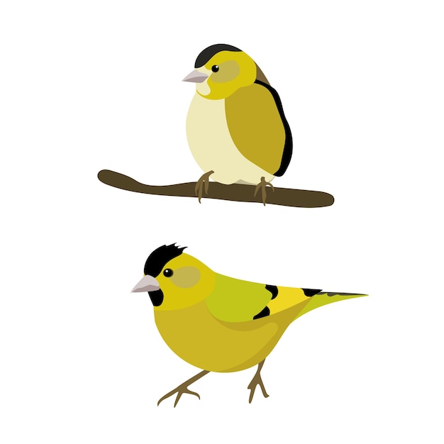 Vector birds isolated illustration