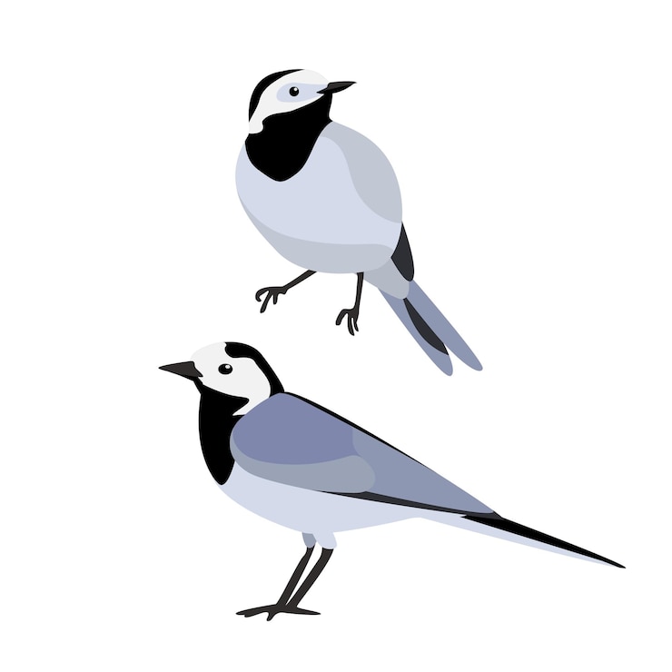 Vector birds isolated illustration