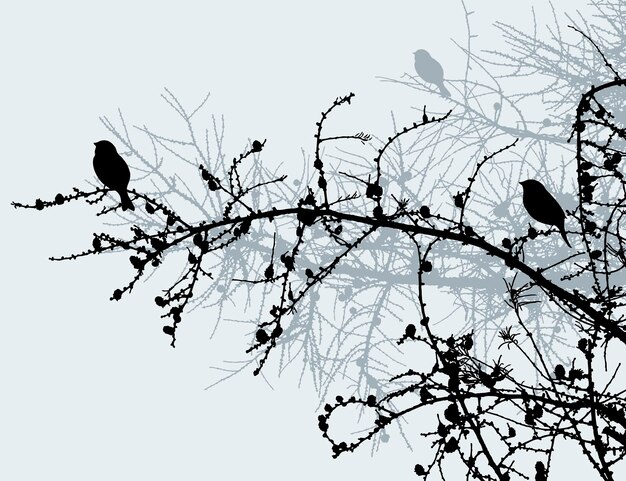 Vector the birds on the pine branches in the winter forest