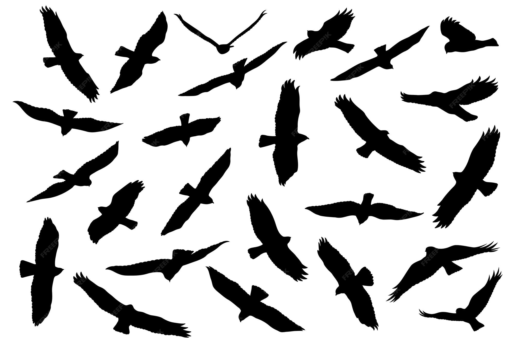Premium Vector | Birds of prey silhouette eagle silhouettes collection