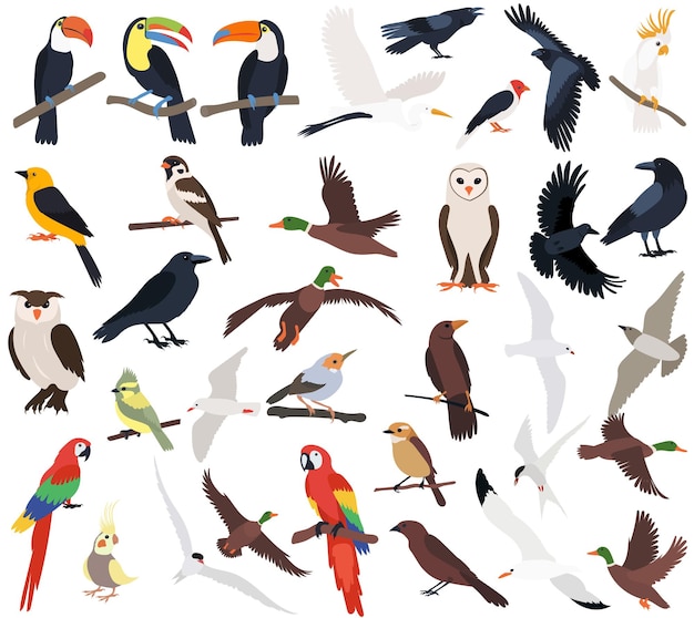 Vector birds set flat design isolatedvector