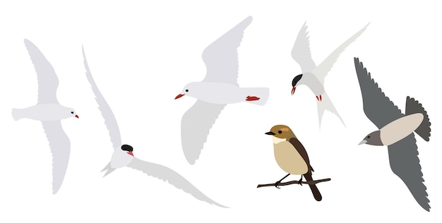 ベクトル フラットスタイルのベクトルに設定された鳥