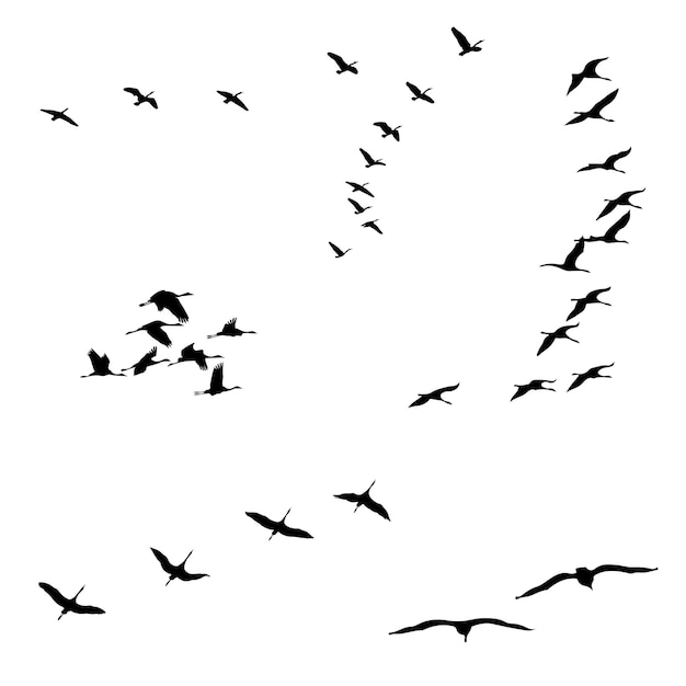 Vector birds silhouette sets black and white vector illustration