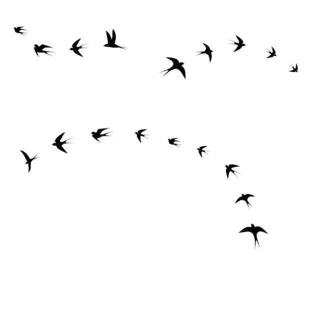Vector birds in the sky