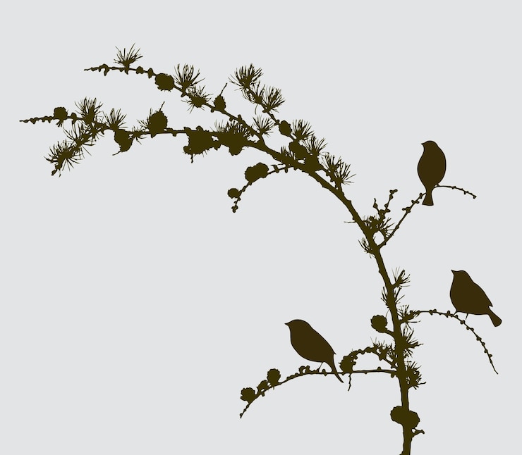 Vector birds on a spruce branch