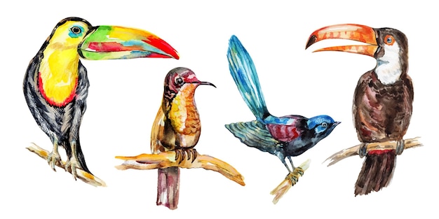 Vector birds tropical watercolor set on white background