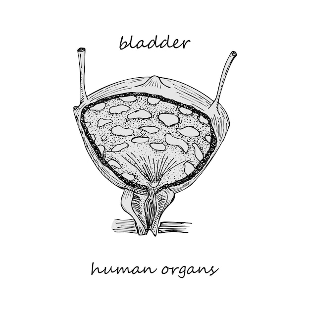 Blaas handgetekende pictogram geïsoleerd op witte achtergrond menselijke inwendige organen gravure kunst schets stijl ontwerpconcept voor medisch project poster ziekten van het urogenitale systeem