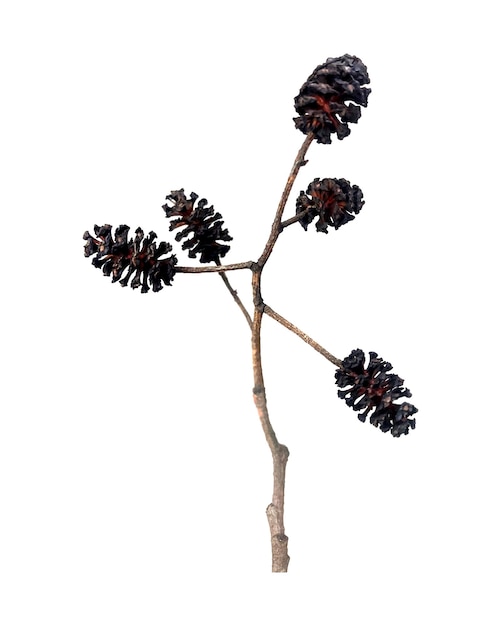 Black alder cones branch of black alder alnus glutinosa with mature cones isolate