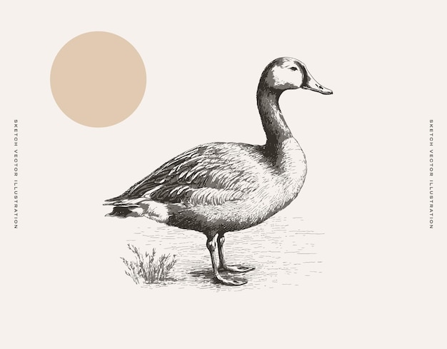 Вектор black and white drawing of a duck