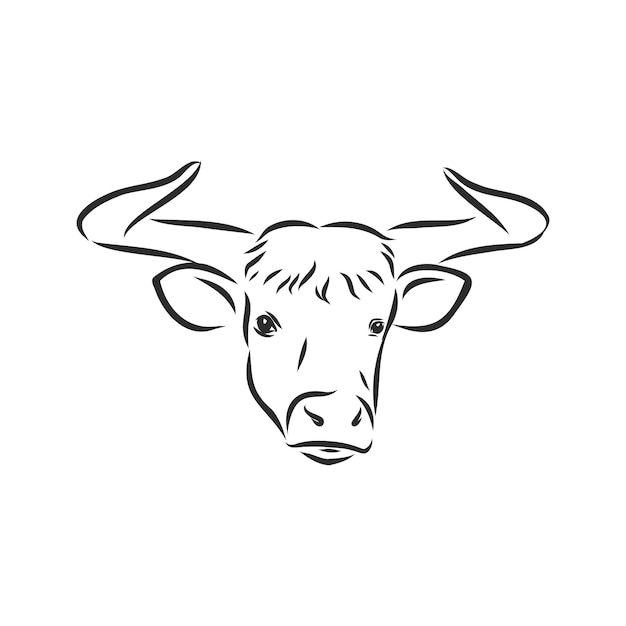 黒と白の線形ペイントは、雄牛のベクトル図を描画します。雄牛のベクトルスケッチイラスト