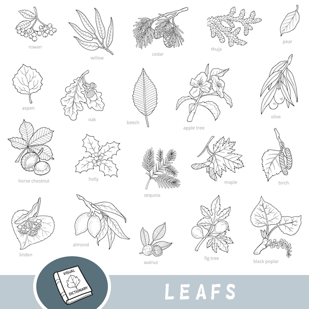 Черно-белый набор листьев с названиями на английском языке мультяшный визуальный словарь для детей о деревьях