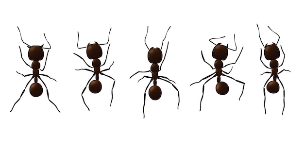 Black ant trail working insect curve group silhouettes isolated on white background