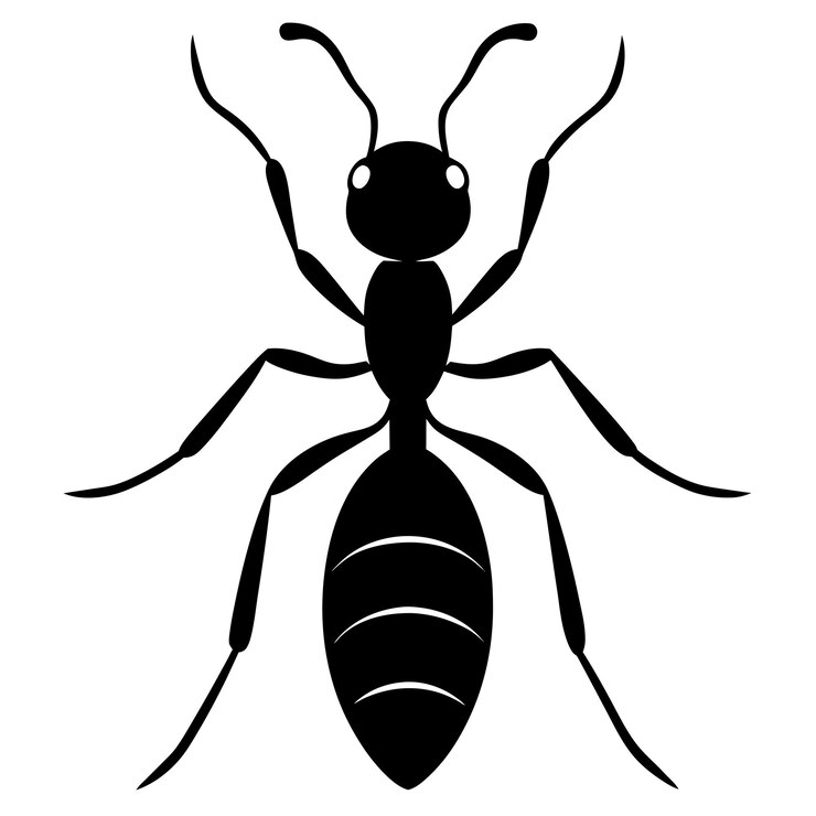 a black ant with a black ant on it