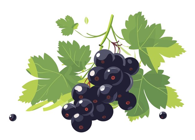 Black berries of currant growing on branch Isolated on white background Vector cartoon illustration