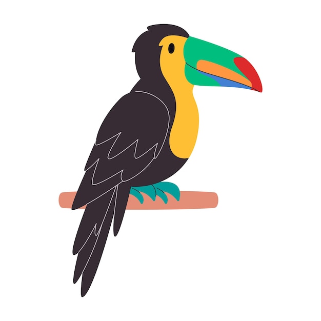 Vector black body and colorful beak bird keel billed toucan species pretty cute nature animal wildlife creature