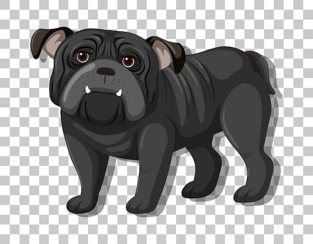 Vector black bulldog in standing position cartoon character isolated on transparent background
